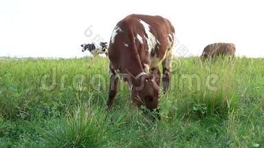 红牛在靠近大海的草地上觅食。